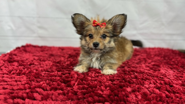 puppy, for, sale, Papillon/Poodle, Alisa  Breedlove, dog, breeder, Waynesville, MO, dog-breeder, puppy-for-sale, forsale, nearby, find, puppyfind, locator, puppylocator, aca